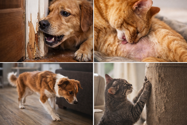 damage caused by anxious pets
