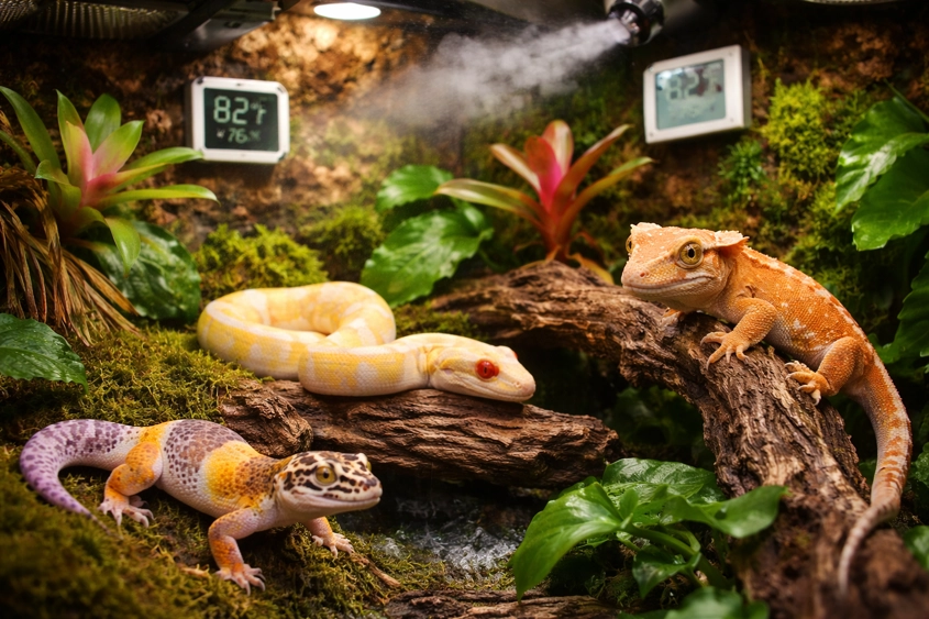 bioactive terrarium with multiple reptiles