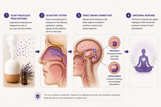olfactory mechanism diagram showing how essential oil scent travels from diffuser to brain with research disclaimer